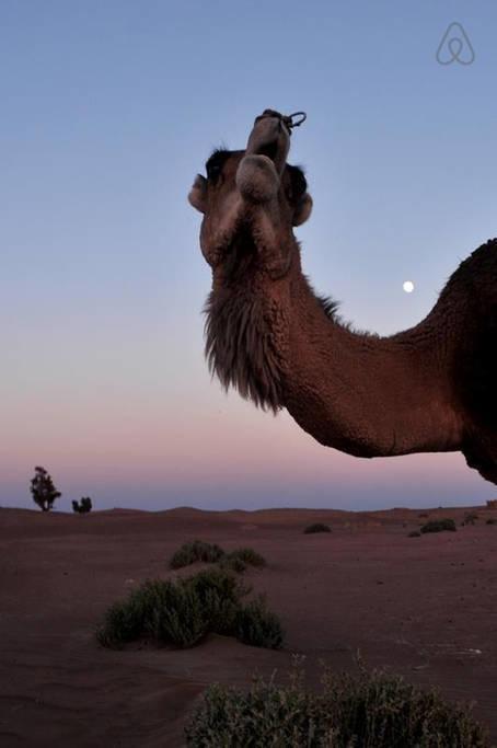 Riad De Reve ซากอร่า ภายนอก รูปภาพ